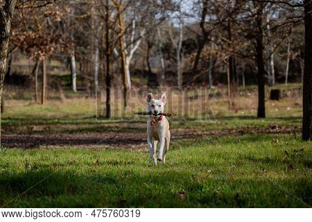 Funny Moment Of A Crossbreed Female Dog Playing With A Stick, Running And Jumping On The Green Grass