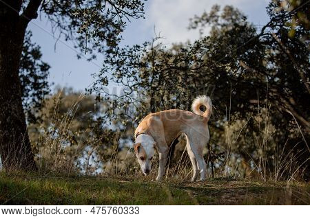 Beautiful Full Body Portrait Of A Crossbreed Female Dog In The Forest Sniffing The Grass