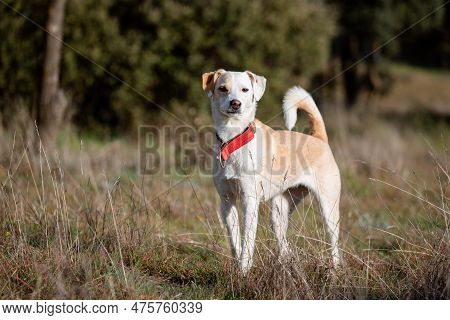 Beautiful Full Body Portrait Of A Crossbreed Female Dog In The Forest In Madrid At Sunset