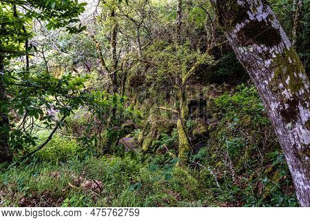 Beautiful Hike Through The Canyon Del Sil At Parada De Sil In Galicia, Spain, Europe