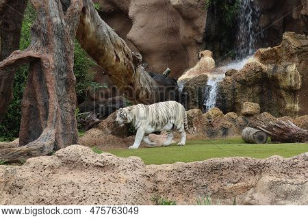 White Tiger At Loro Park , Loro Parque, Tenerife, Canary Islands, Spain