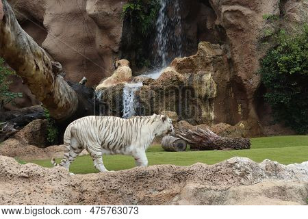 White Tiger At Loro Park , Loro Parque, Tenerife, Canary Islands, Spain