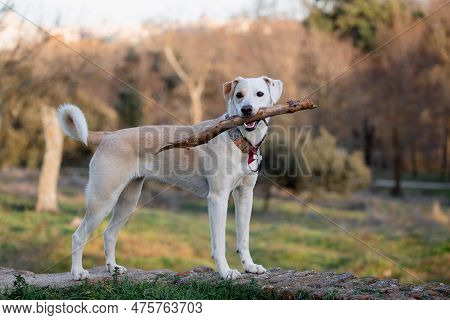 Beautiful Crossbreed Female Dog Standing With Stick In Her Mouth At Sunset In The Park
