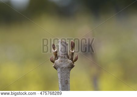 Aphrodite Sweetshrub Branch With Leaf Buds In The Spring