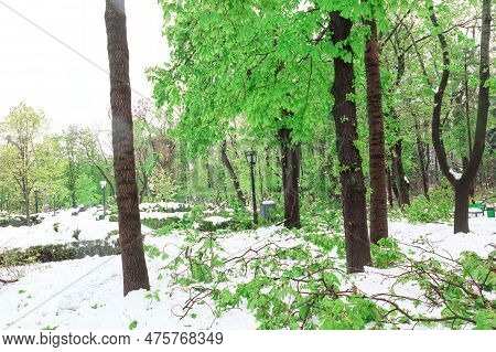 Snowstorm In Public Park . Green Branches On The Snow