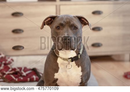 Female Pitbull Head Shot With Shallow Depth Of Field While Looking At The Camera