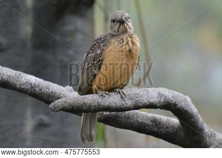 Portrait Of A Fawn-breasted Bowerbird, Hong Kong