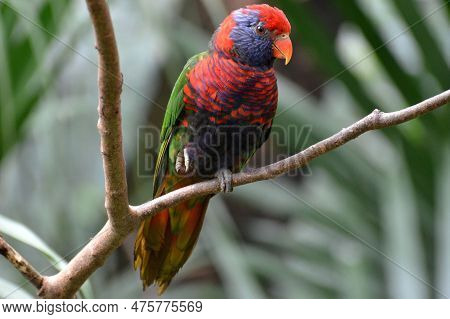 Portrai Of A Coconut Lorikeet At Hong Kong Park