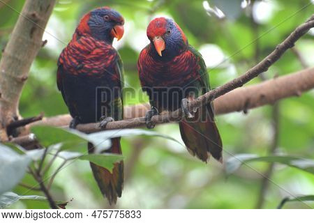 Portrai Of A Coconut Lorikeets At Hong Kong Park