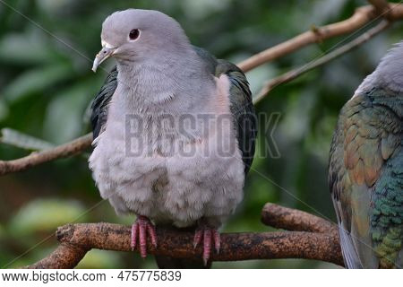 Close-up Of A Green Imperial Pigeon, Hong Kong Park