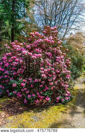 A View Of A Giant Pink Rhododendron Bush At The Rhododendron Species Botantical Garden In Federal Wa