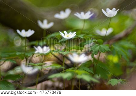 Flower With A Vintage Lens. Anemone Nemorosa