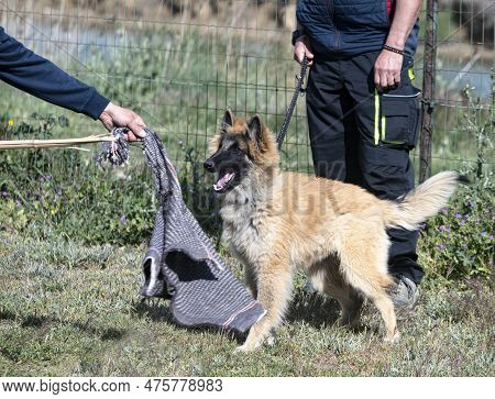 Young Belgian Shepherd Training In The Nature For Security