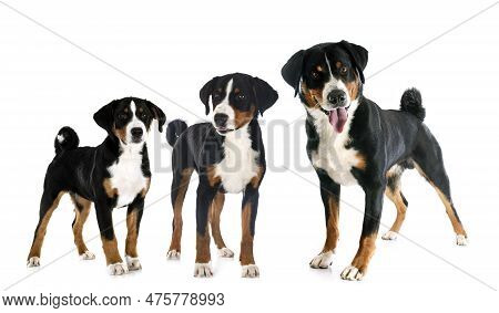 Puppies And Adult Appenzeller Sennenhund In Front Of White Background