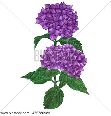 Handdrawn Watercolor Purple Hortense With Green Leaves On The White Background. Scrapbook Design, Ty