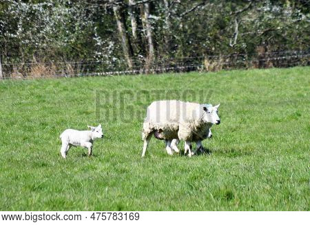 Lambs In A Feild Following Their Mother