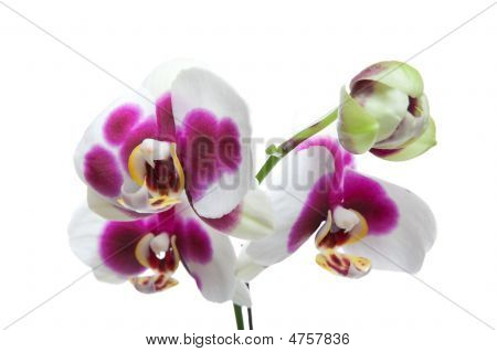 Orchidee ibridi
