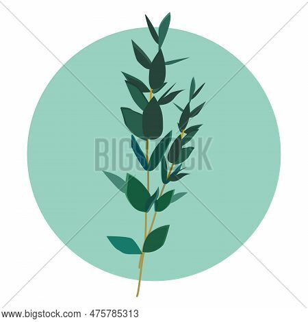 A Branch Of Eucalyptus Is A Decorative Element For Decoration