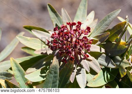 Flowers Of A Tabaiba Majorera Plant, Euphorbia Atropurpurea, An Endemic Species On Tenerife Island.