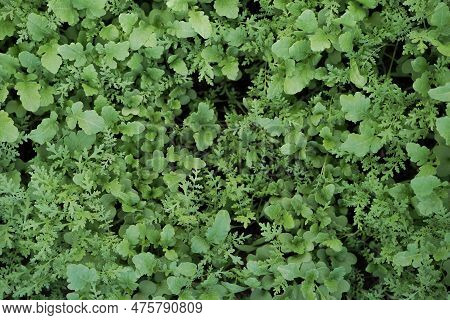 Mustard Sprouts Seedlings Grown For Organic Fertilizer , Green Manure , Siderates. Add Organic Matte