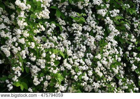 Fuzzy Deutzia ( Deutzia Scabra ) Flowers. Hydrangeaceae Deciduous Shrub Endemic To Japan. Conical Wh
