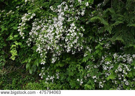 Fuzzy Deutzia ( Deutzia Scabra ) Flowers. Hydrangeaceae Deciduous Shrub Endemic To Japan. Conical Wh