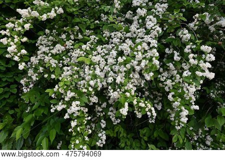 Fuzzy Deutzia ( Deutzia Scabra ) Flowers. Hydrangeaceae Deciduous Shrub Endemic To Japan. Conical Wh