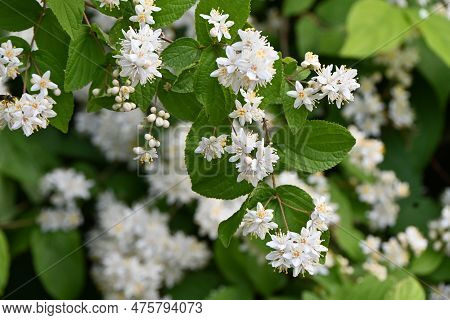 Fuzzy Deutzia ( Deutzia Scabra ) Flowers. Hydrangeaceae Deciduous Shrub Endemic To Japan. Conical Wh