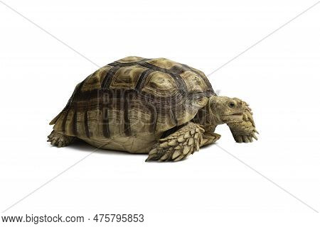 Turtle (centrochelys Sulcata) Isolated On White Background With Clipping Path