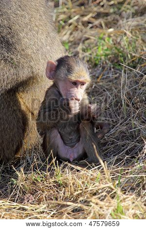 Baby Sitting Olive Baboon (papio Anubis)