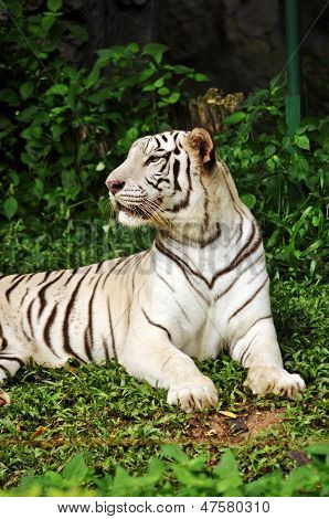 White Bengal Tiger