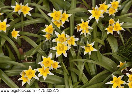 Flowering Tulip Tarda Or Dasystemon With Yellow Flowers In Spring Garden
