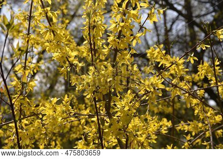 Yellow Blooming Forsythia Flowers In Spring Close Up. Forsythia Intermedia, Or Border Forsythia Is A
