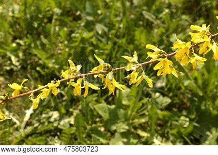 Yellow Blooming Forsythia Flowers In Spring Close Up. Forsythia Intermedia, Or Border Forsythia Is A