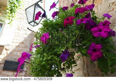 Petunias In The Tray Or In The Pot, Purple Petunia Solanaceae. Beautiful Flowers And Lantern On A St