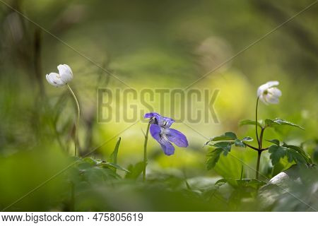 Viola Sp. In A Nature Reserve. Lodenice, Czech Republic.