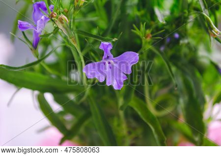 Lobelia. Blue Tail Lobelia Sapphire Flowers. Edging Lobelia. Flowers As Backgrounds.