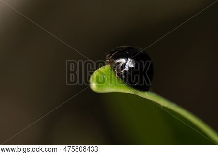 A Steelblue Ladybird Beetle On A Green Leaf Against A Dark Background.