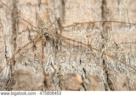 A Two Tailed Spider Or A Hersilia Camouflaged Against The Bark Of A Tree