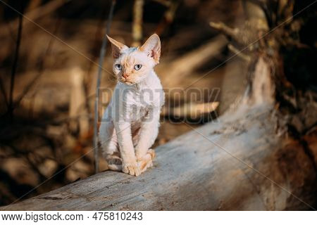 Sweet Devon Rex Cat Funny Curious Young White Devon Rex Kitten In Autumn Forest. Happy Pets Concept.