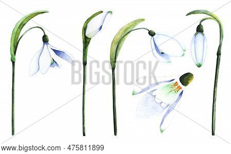 Watercolor Snowdrops. Botanical Illustration Of Flowers. Watercolor Illustration Of Plants On A Whit
