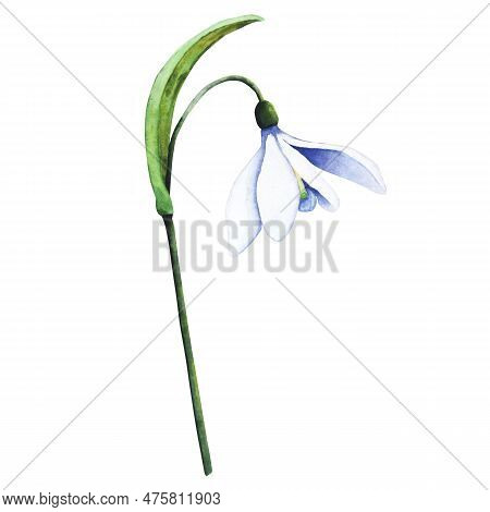 Watercolor Snowdrop. Botanical Illustration Of Flower. Watercolor Illustration Of Plant On A White B