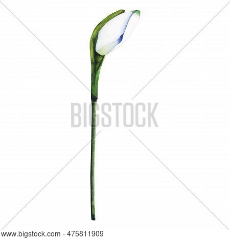 Watercolor Snowdrop. Botanical Illustration Of Flower. Watercolor Illustration Of Plant On A White B