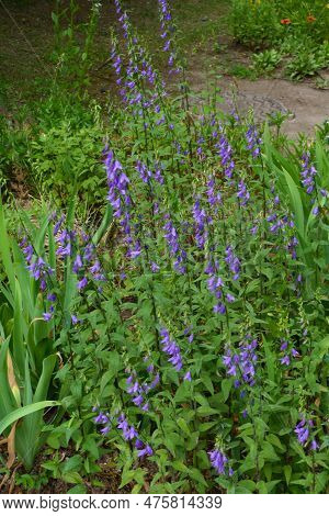 Many Purple Flowers Of Rampion Bellflower In Mid June