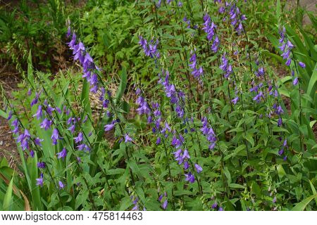 Multiple Purple Flowers Of Rampion Bellflower In Mid June
