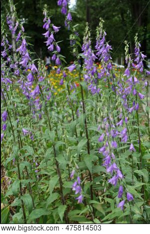 Numerous Purple Flowers Of Rampion Bellflower In Mid June