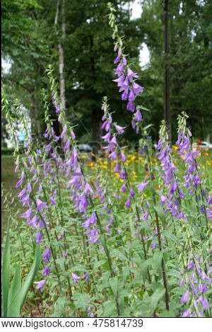 Spikelike Racemes Of Rampion Bellflower With Numerous Drooping Flowers In Mid June