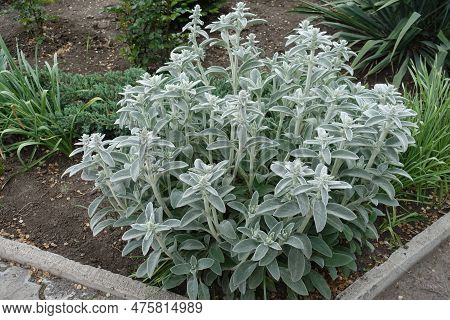 Foliage And Buds Of Stachys Byzantina In May