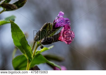 Pulmonaria, Lungwort Flowers Of Different Shades Of Violet In One Inflorescence. Honey Plant Of Ukra