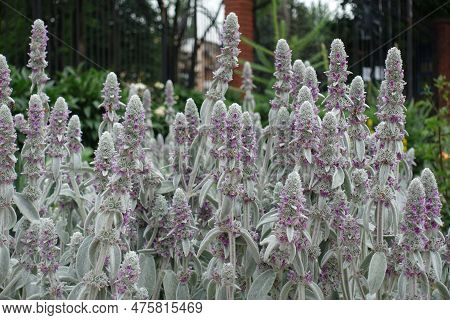 Purplish Pink Flowers Of Stachys Byzantina In Mid June